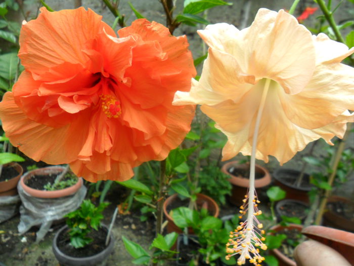 SAM_6905 - hibiscusi 2015-4