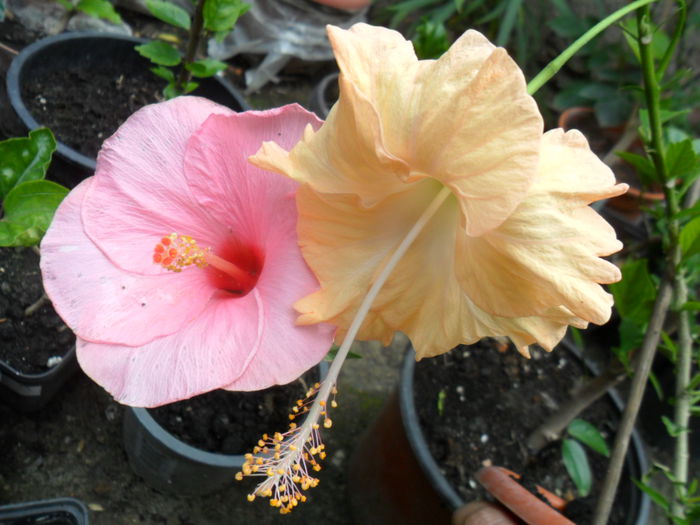 SAM_6906 - hibiscusi 2015-4