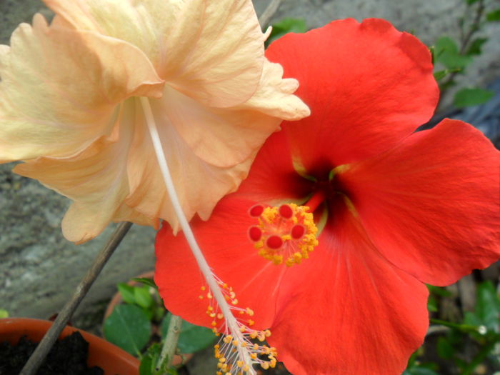 SAM_6908 - hibiscusi 2015-4