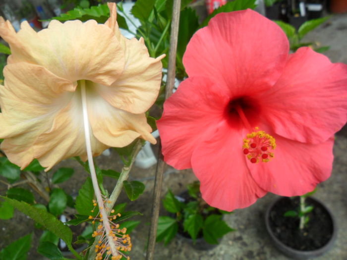SAM_6911 - hibiscusi 2015-4