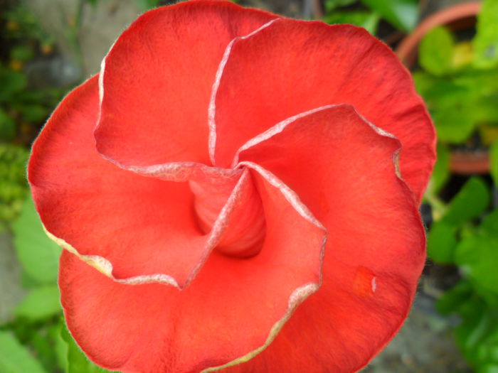 SAM_6912 - hibiscusi 2015-4