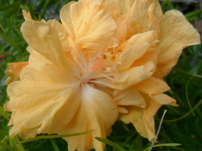 SAM_6915 - hibiscusi 2015-4