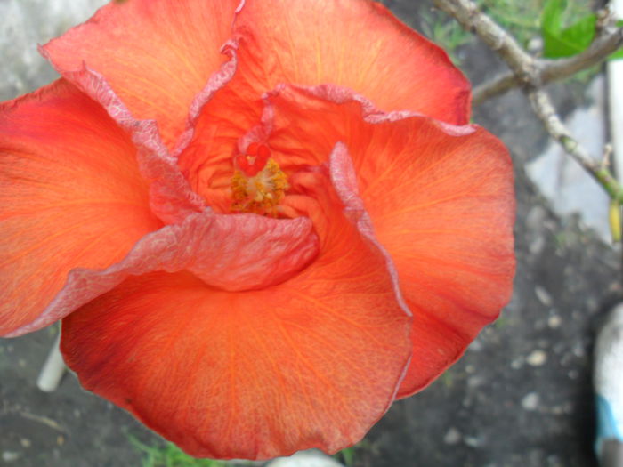 SAM_6934 - hibiscusi 2015-4