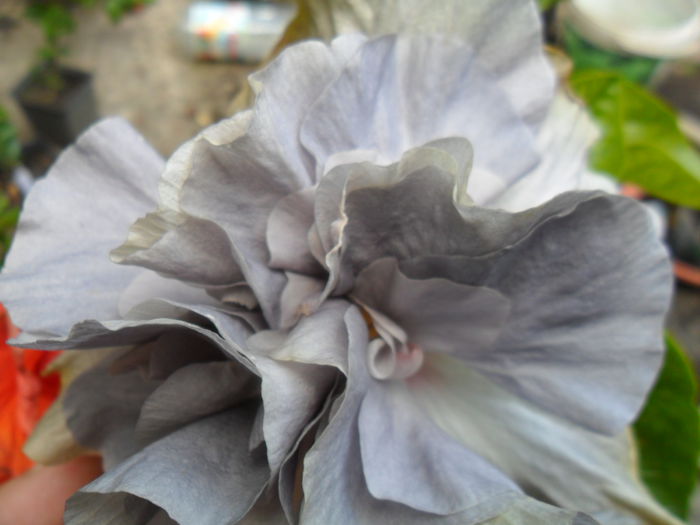 SAM_6946 - hibiscusi 2015-4