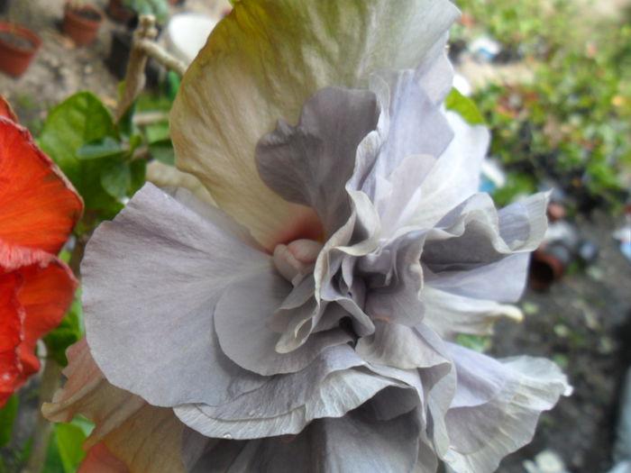 SAM_6950 - hibiscusi 2015-4