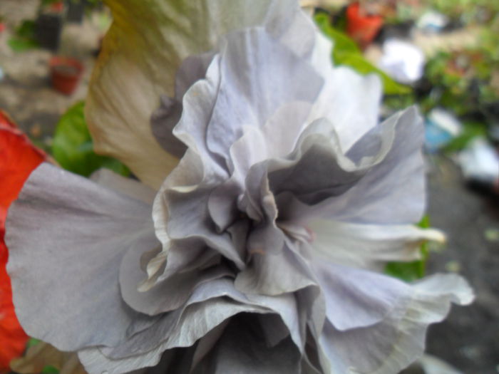 SAM_6951 - hibiscusi 2015-4