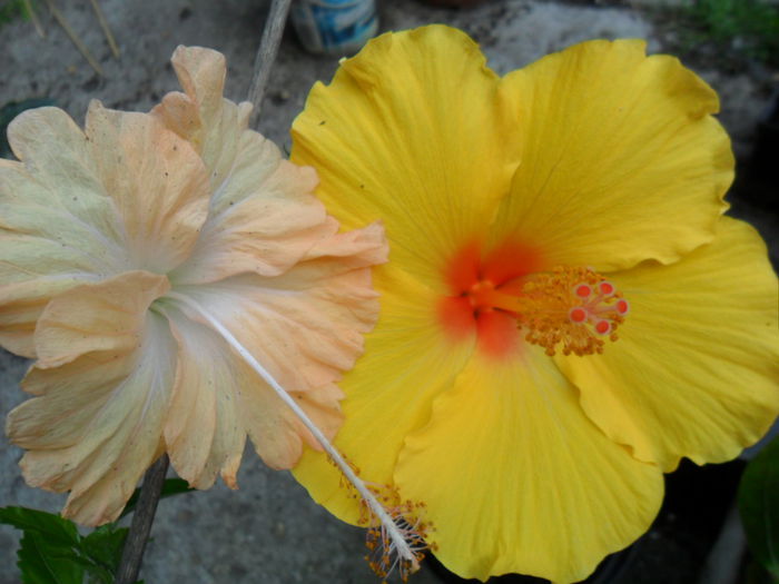 SAM_6959 - hibiscusi 2015-4