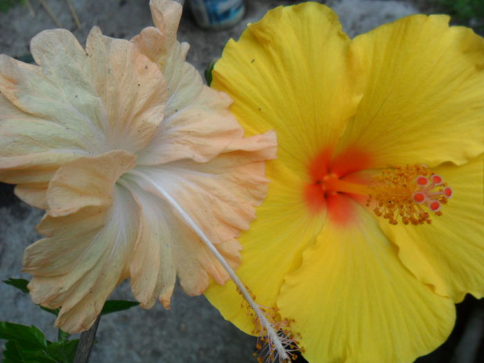 SAM_6960 - hibiscusi 2015-4