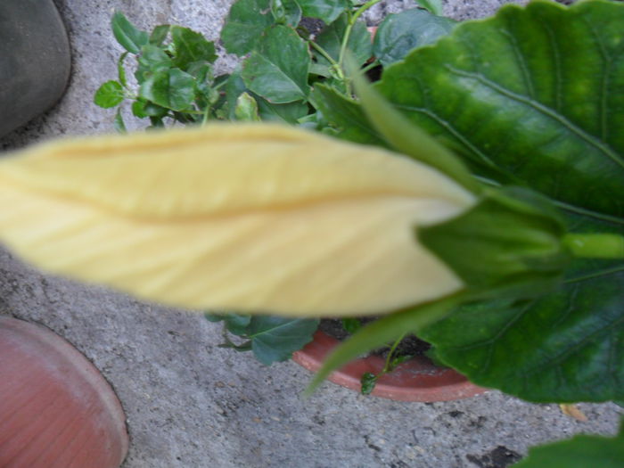 jackeline koo- - hibiscusi 2015-4