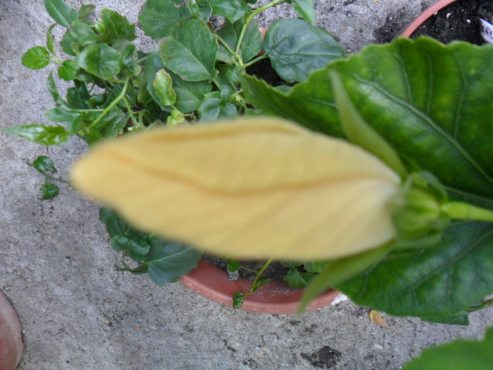 SAM_6962 - hibiscusi 2015-4