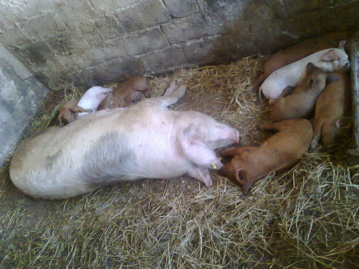 003 (3) - noii purcei