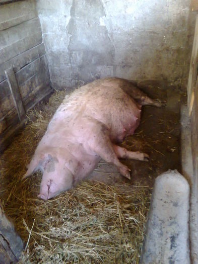 004 (3) - noii purcei