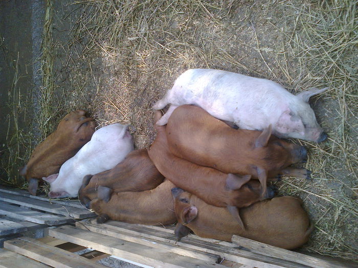 014 (2) - noii purcei