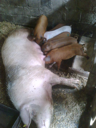 024 (3) - noii purcei