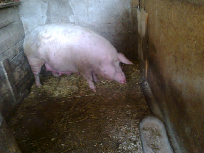 027 (2) - noii purcei