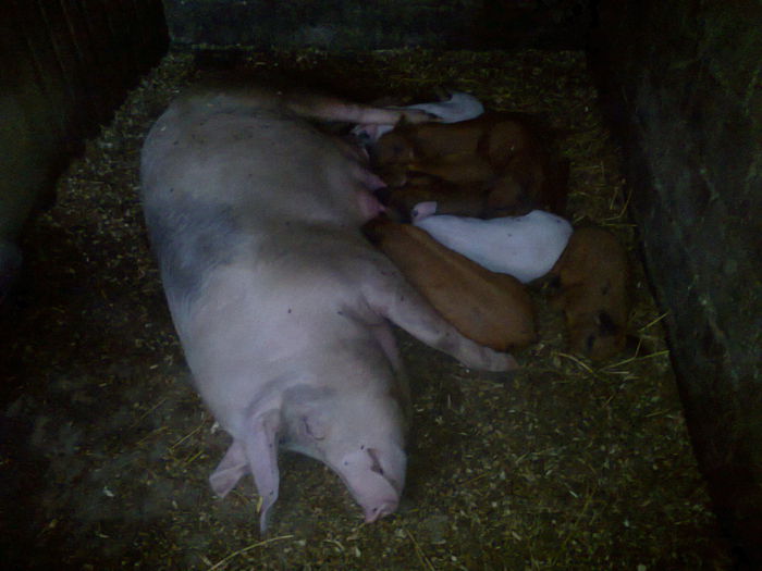 028 (2) - noii purcei