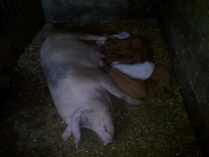 029 (2) - noii purcei