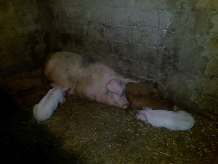 030 (2) - noii purcei