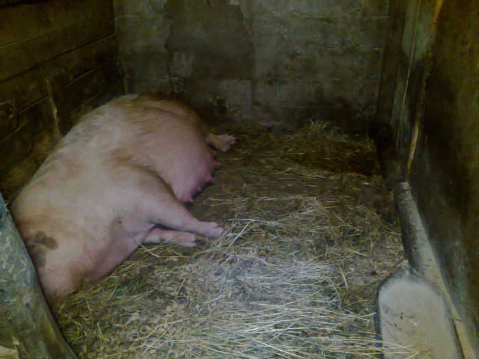 031 (2) - noii purcei