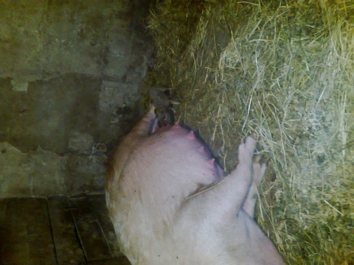 032 (2) - noii purcei