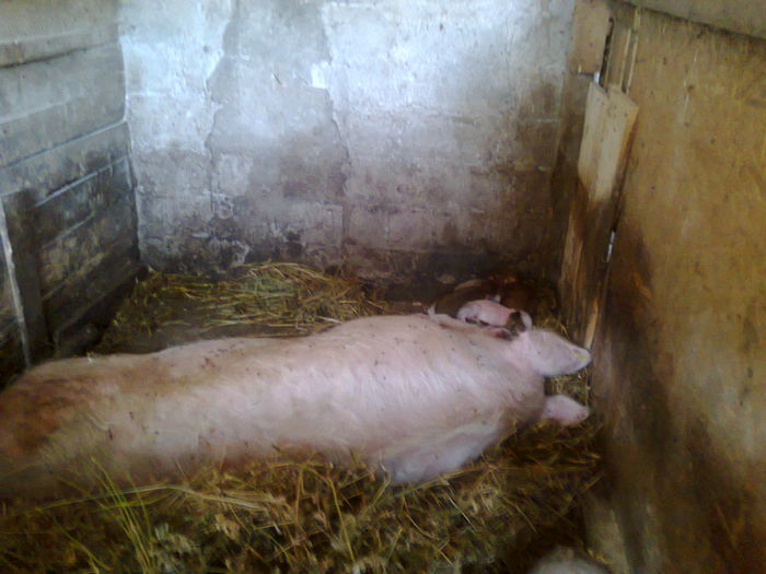 033 (2) - noii purcei