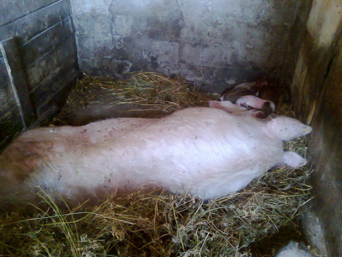 035 (2) - noii purcei