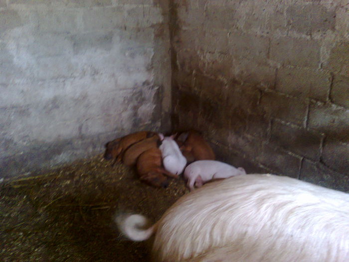 036 (2) - noii purcei