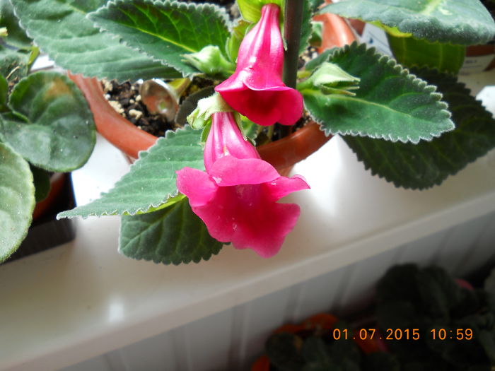 001 - SPLENDORILE VERII 2015