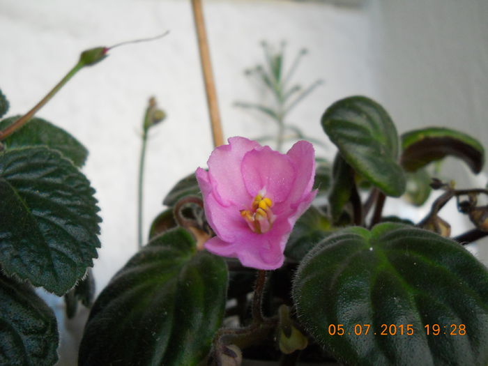 032 - SPLENDORILE VERII 2015