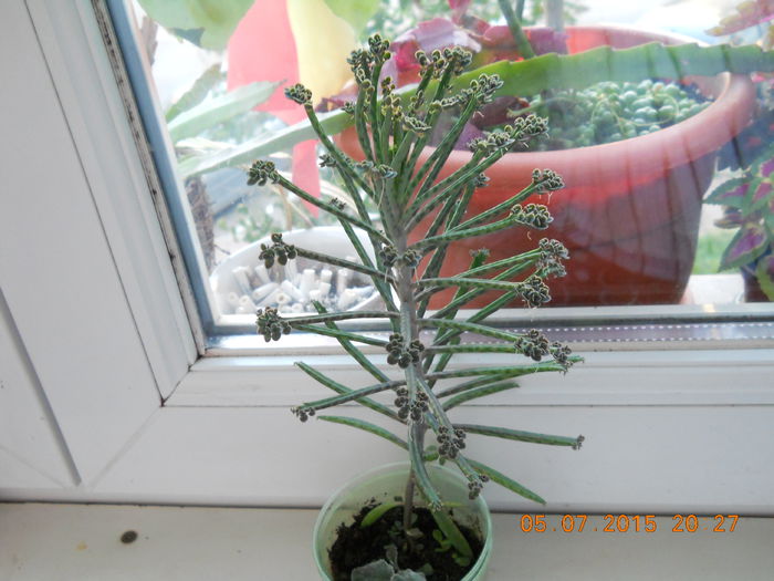 Bryophyllum tubiflorum (Kalanchoe tubiflora) - SPLENDORILE VERII 2015