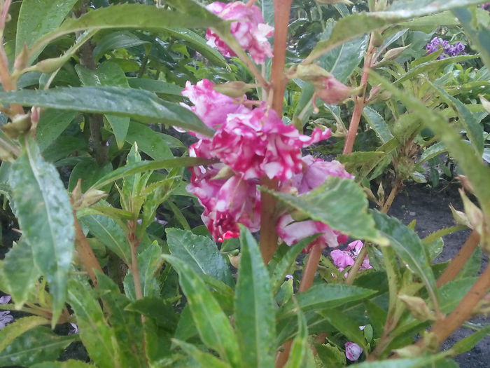 IMG_20150705_073807 - 2015 Flori in  gradina