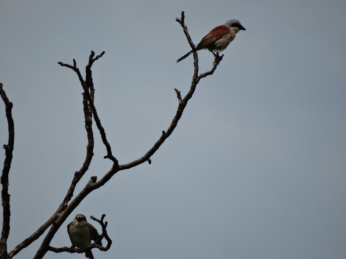 si iata c-a aparut si el - a-vizitatorii gradinii-2015
