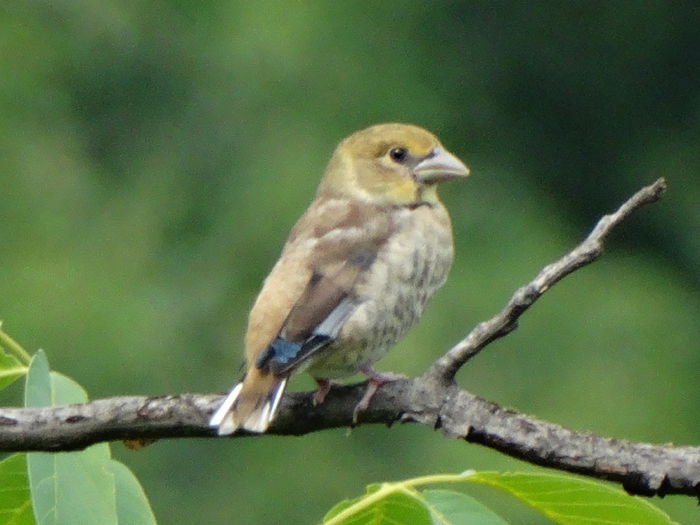 DSC08506 - a-vizitatorii gradinii-2015