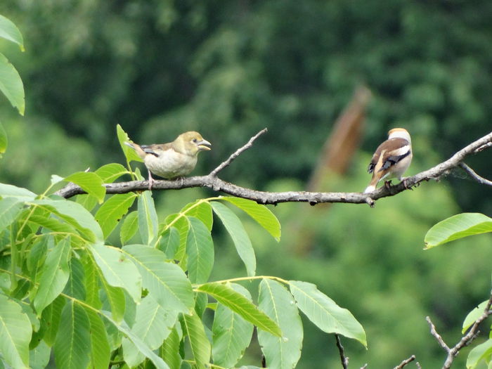 il cam certa pe domnu - a-vizitatorii gradinii-2015