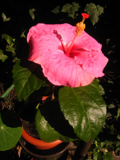 IMG_9411 - HIBISCUS ADONICUS PINK-pierdut