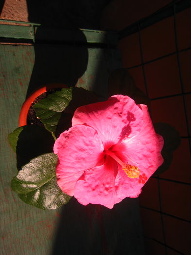 IMG_9416 - HIBISCUS ADONICUS PINK-pierdut