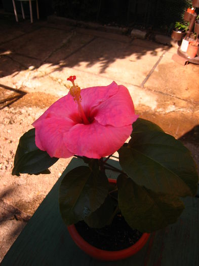 IMG_9419 - HIBISCUS ADONICUS PINK-pierdut