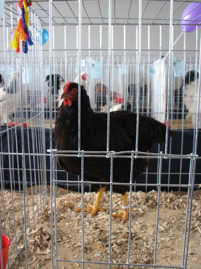 Expozitia Nationala Breaza 2010 082