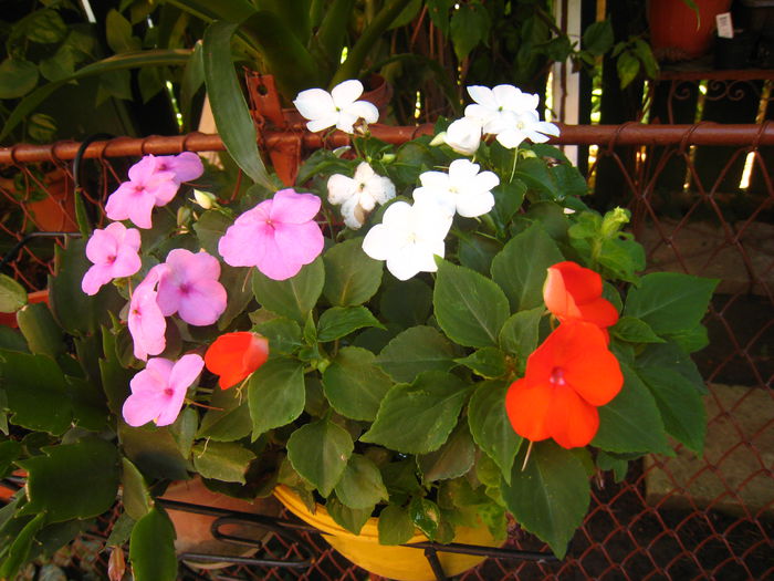 IMG_9430 - IMPATIENS