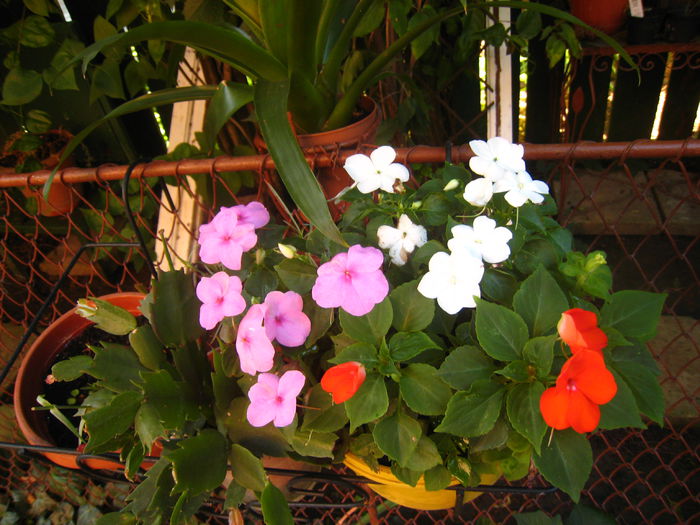 IMG_9431 - IMPATIENS