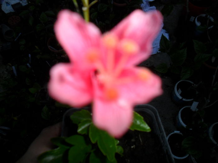 SAM_6964 - hibiscusi 2015-4