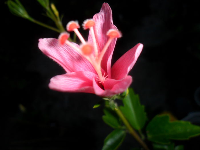 tiny-tyna - hibiscusi 2015-4