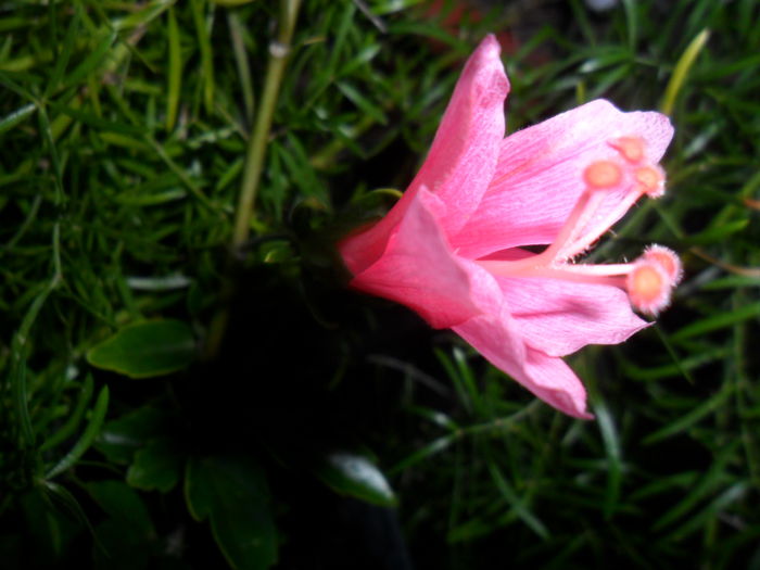 SAM_6968 - hibiscusi 2015-4