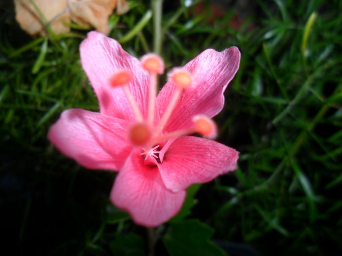 tiny-tyna - hibiscusi 2015-4