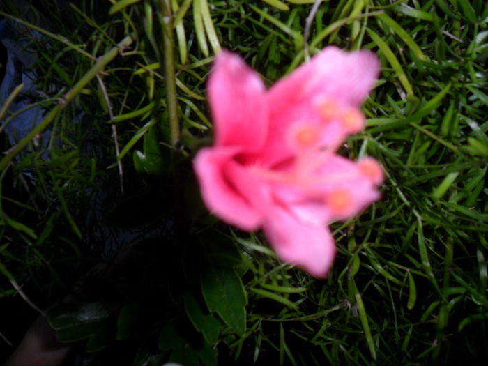 SAM_6982 - hibiscusi 2015-4