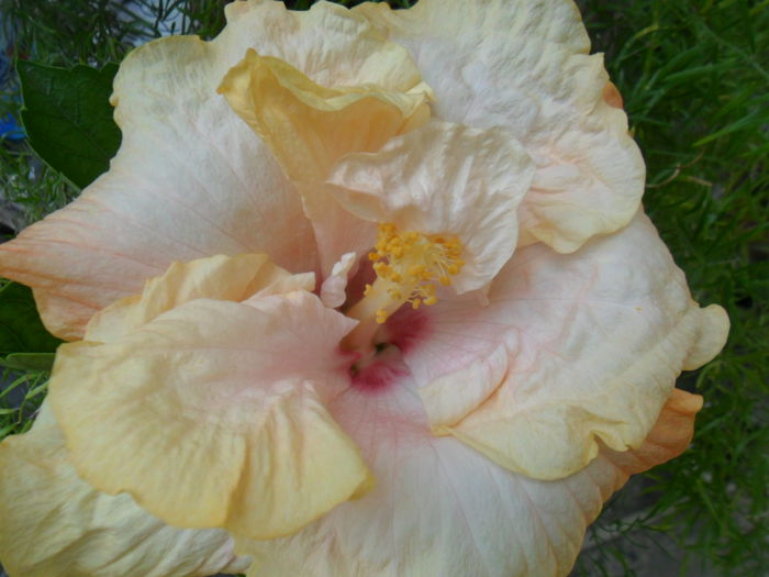 SAM_6771 - irma jean