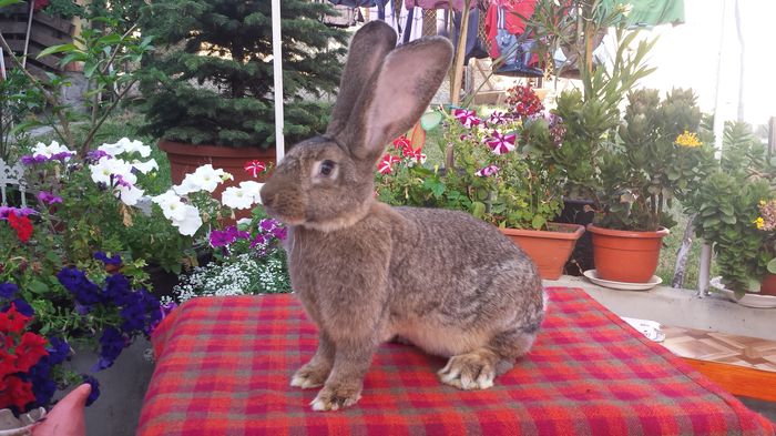 fem 5.5 luni 5.7 kg  p.p.