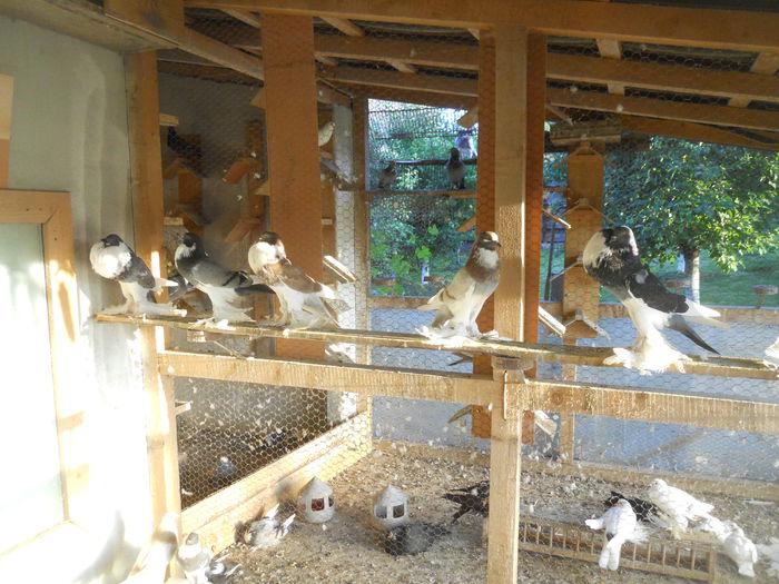 cluj15 007 - Adi Oltean 2