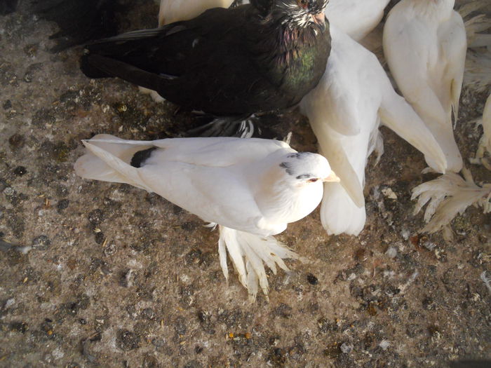 cluj15 011 - Adi Oltean 2