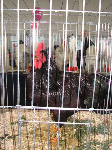 Expozitia Nationala Breaza 2010 084